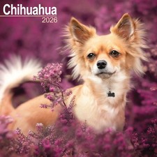 Chihuahua Calendar 2026 - Dogs