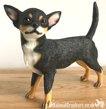 Chihuahua Black and Tan