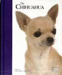 Chihuahua best of - -,
