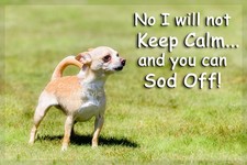 Chihuahua Dog Funny Fridge