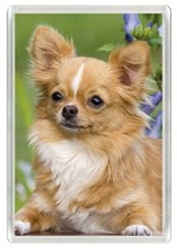 CHIHUAHUA LONG HAIRED CUTE DOG