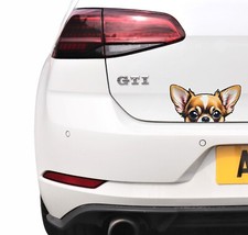 Funny Cute Chihuahua Dog